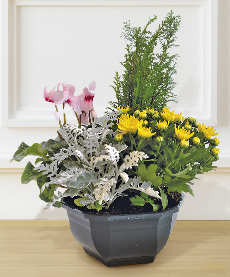 COMPOSITION DE 5 PLANTES