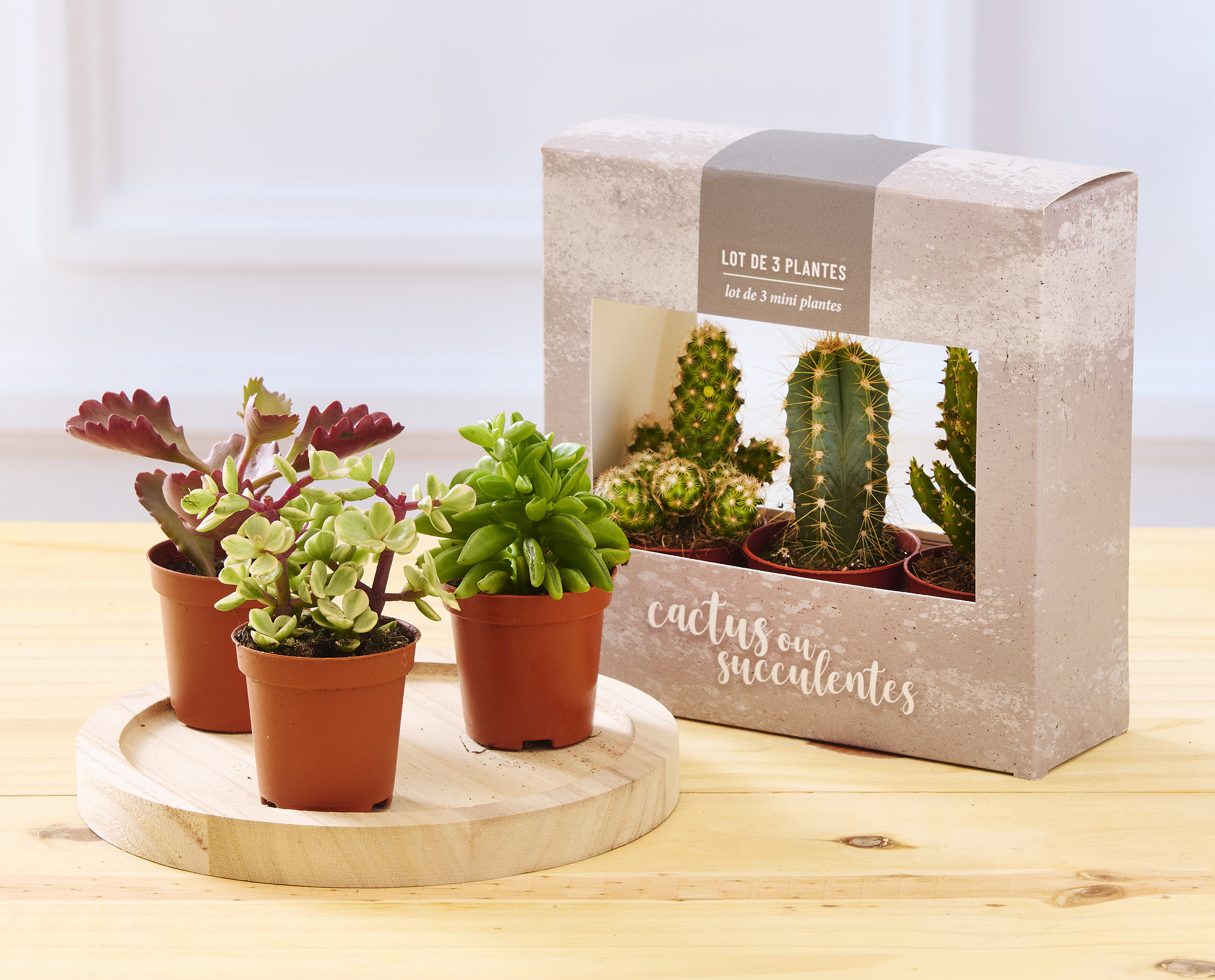 TRIO CACTUS OU SUCCULENTES