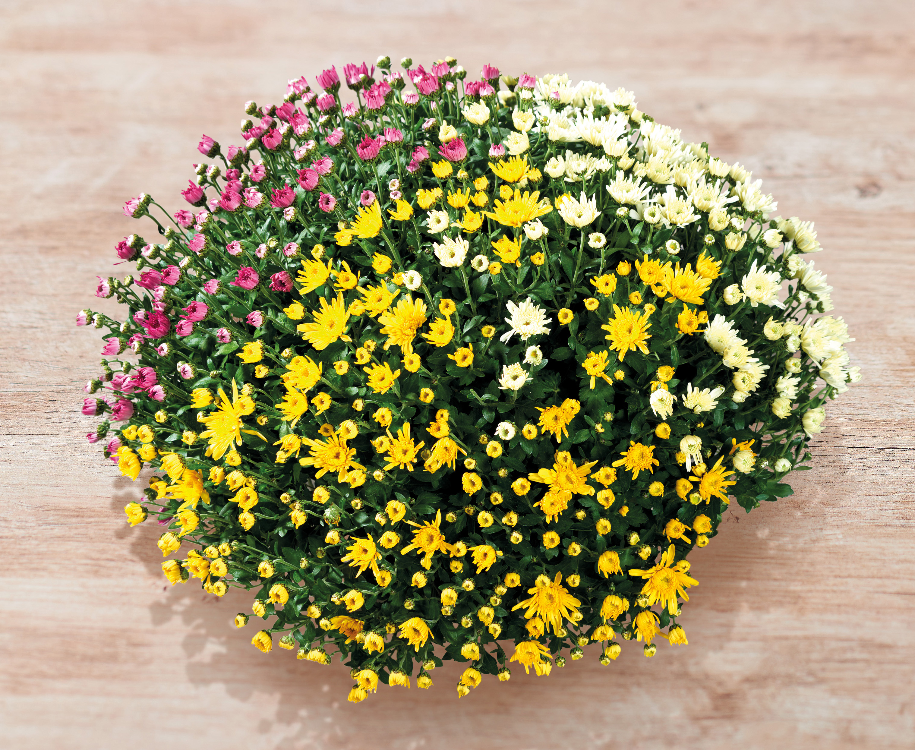 CHRYSANTHEME TRICOLORE