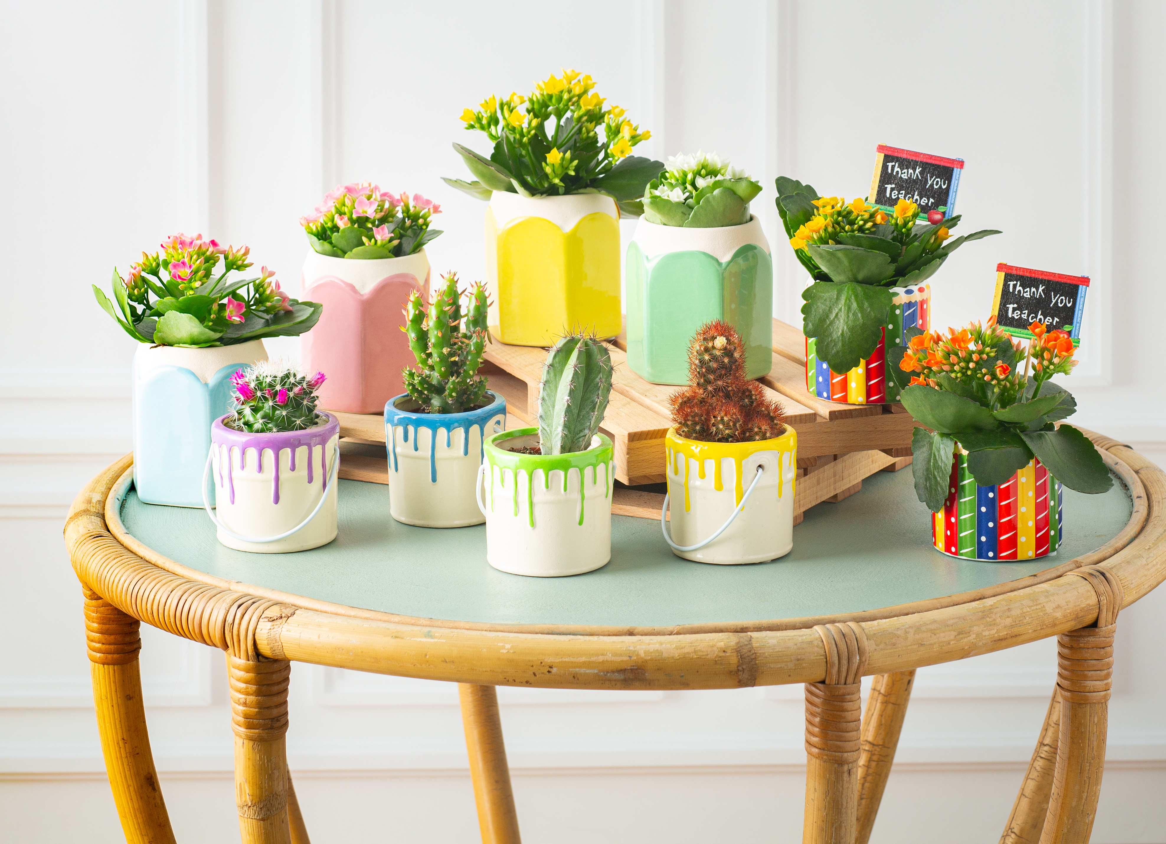 MIXTE KALANCHOE CACTUS