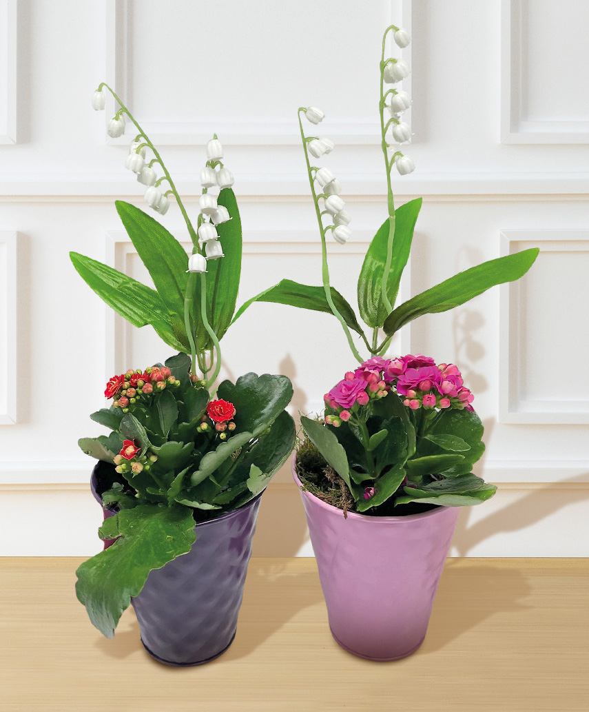 COMPOSITION 2 PLANTES