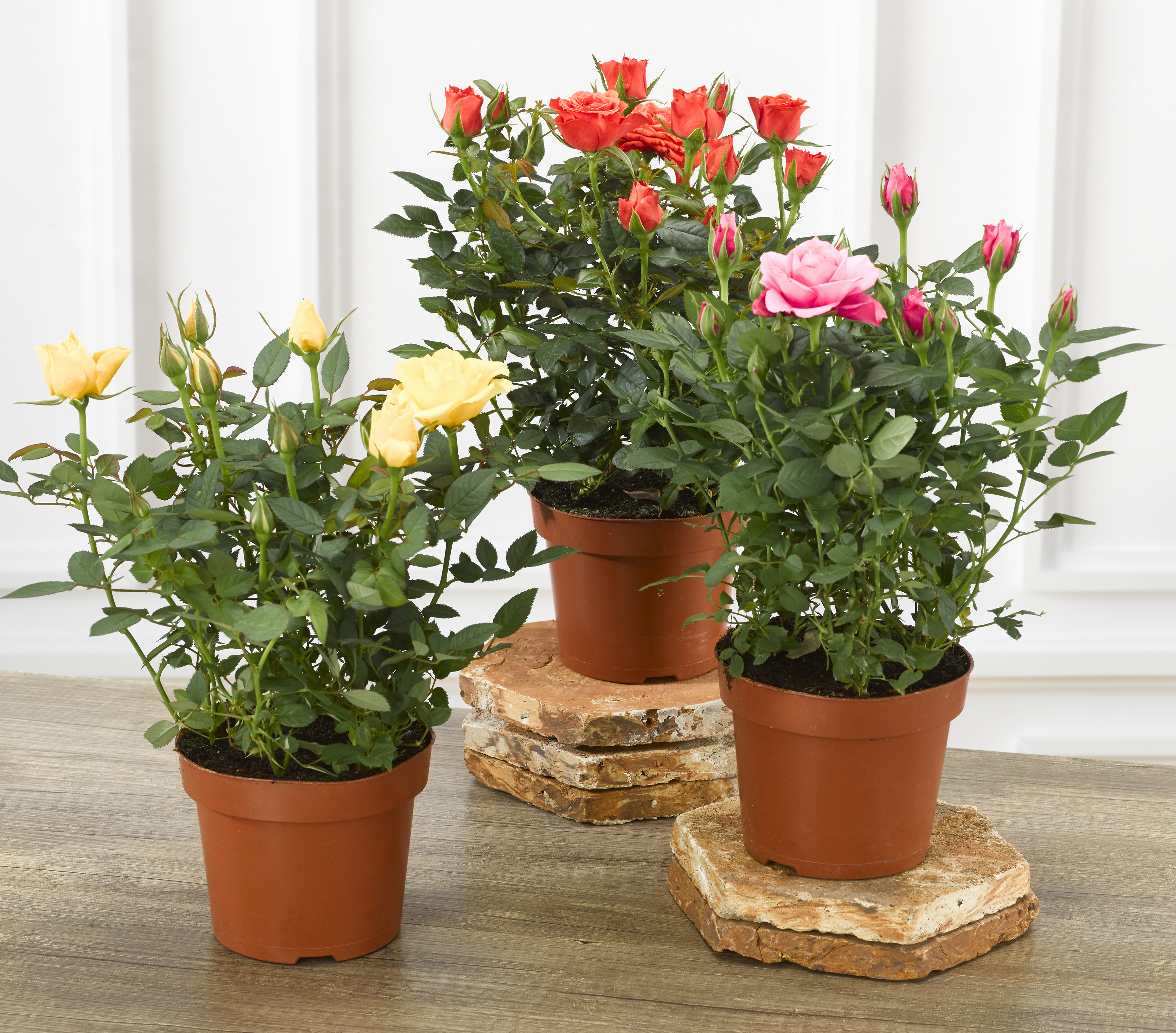 ROSIER