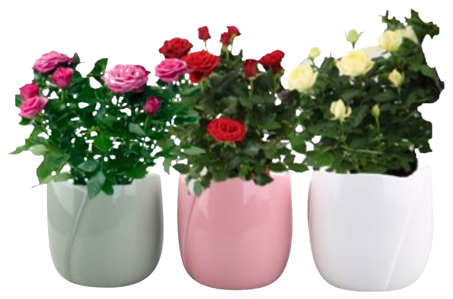 ROSIER