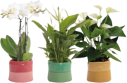 MIXTE PLANTES FLEURIES