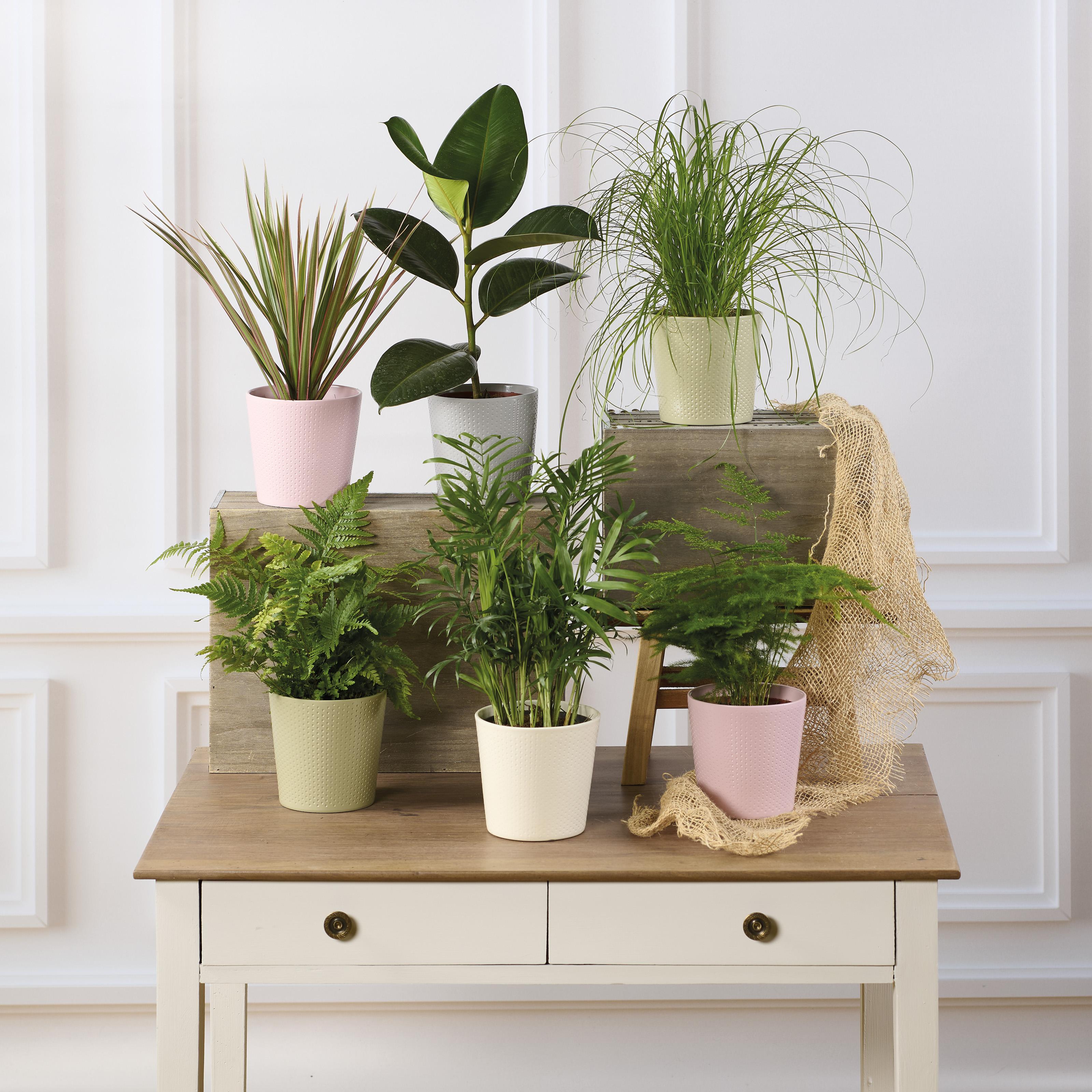 PLANTE VERTE