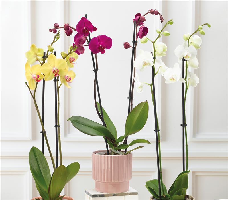 ORCHIDÉE 2 TIGES