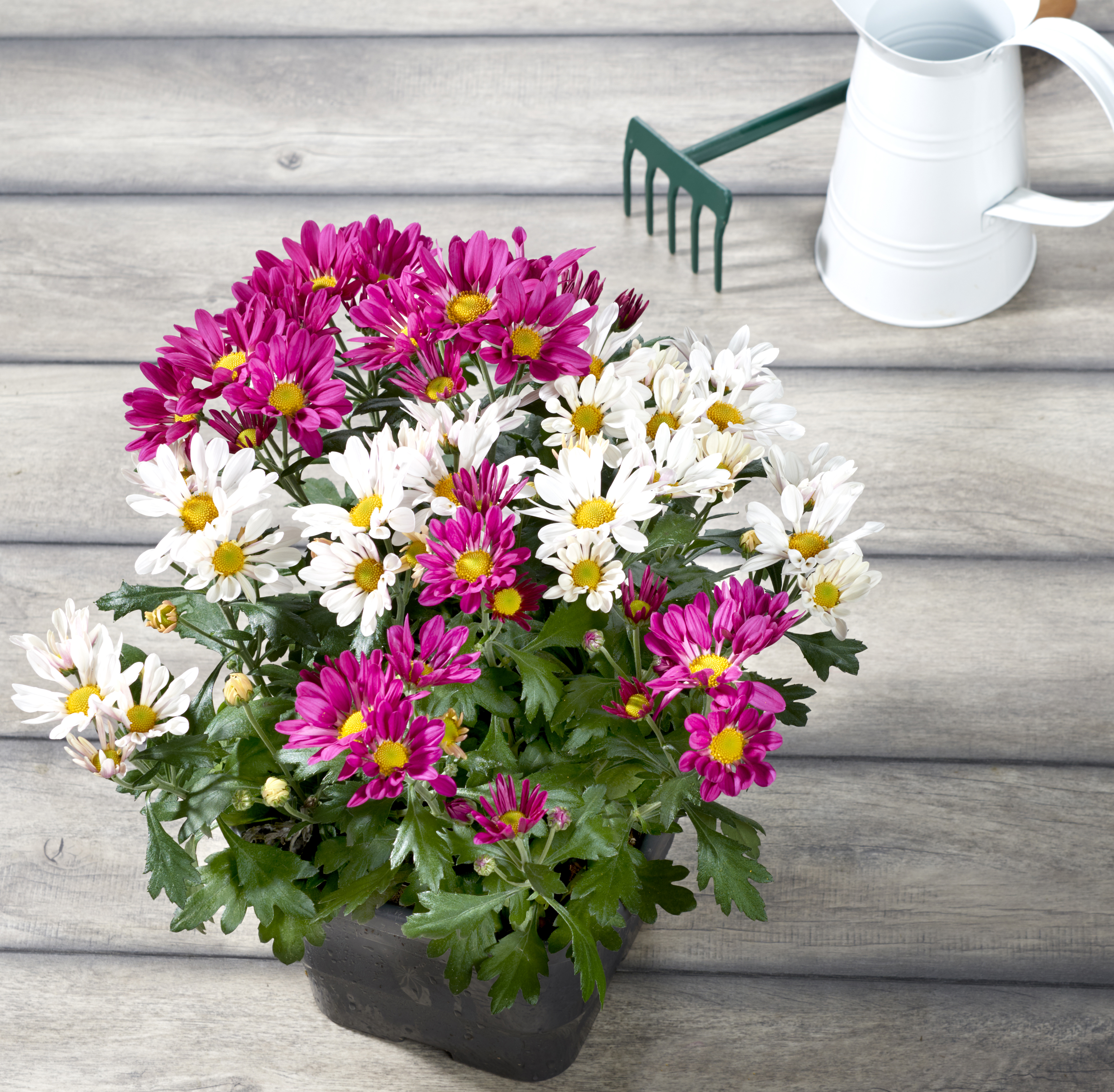 CHRYSANTHEME AMERICAIN UNICOLORE OU TRICOLORE