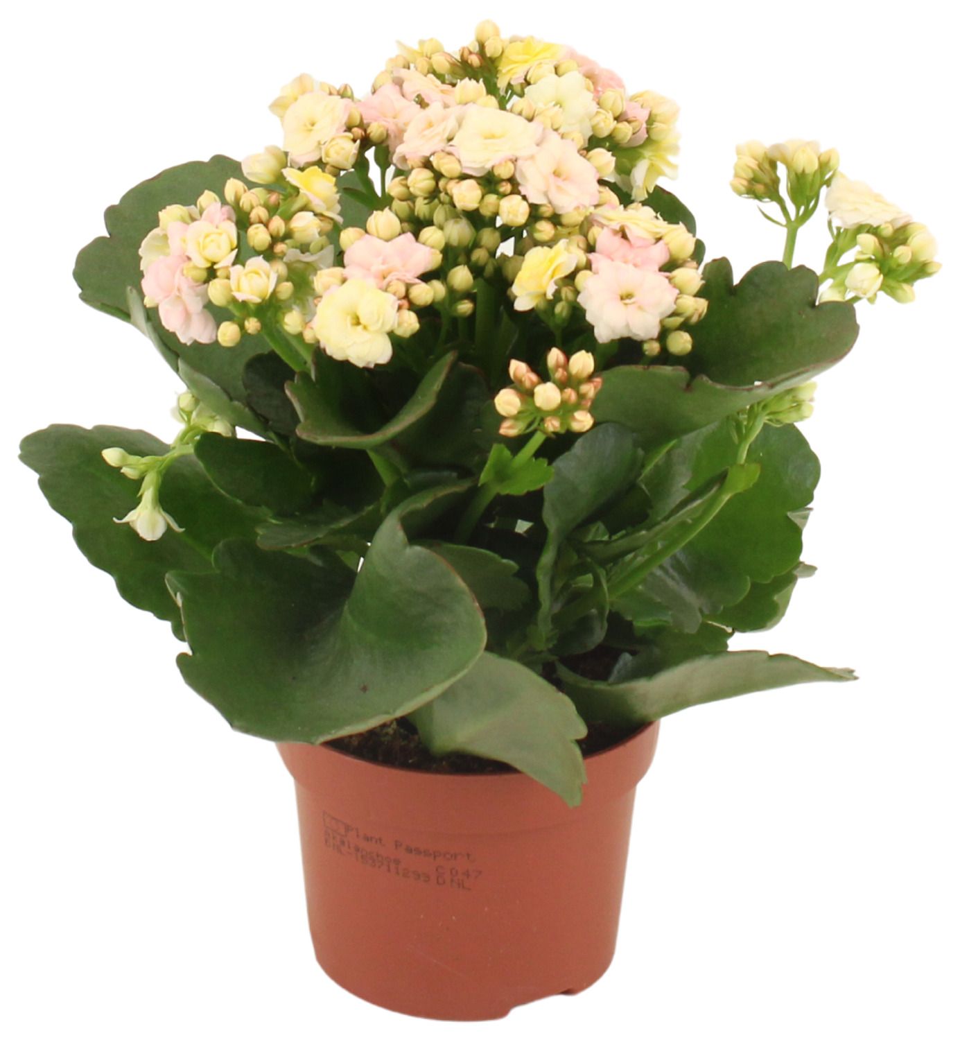 KALANCHOE MOZAIC