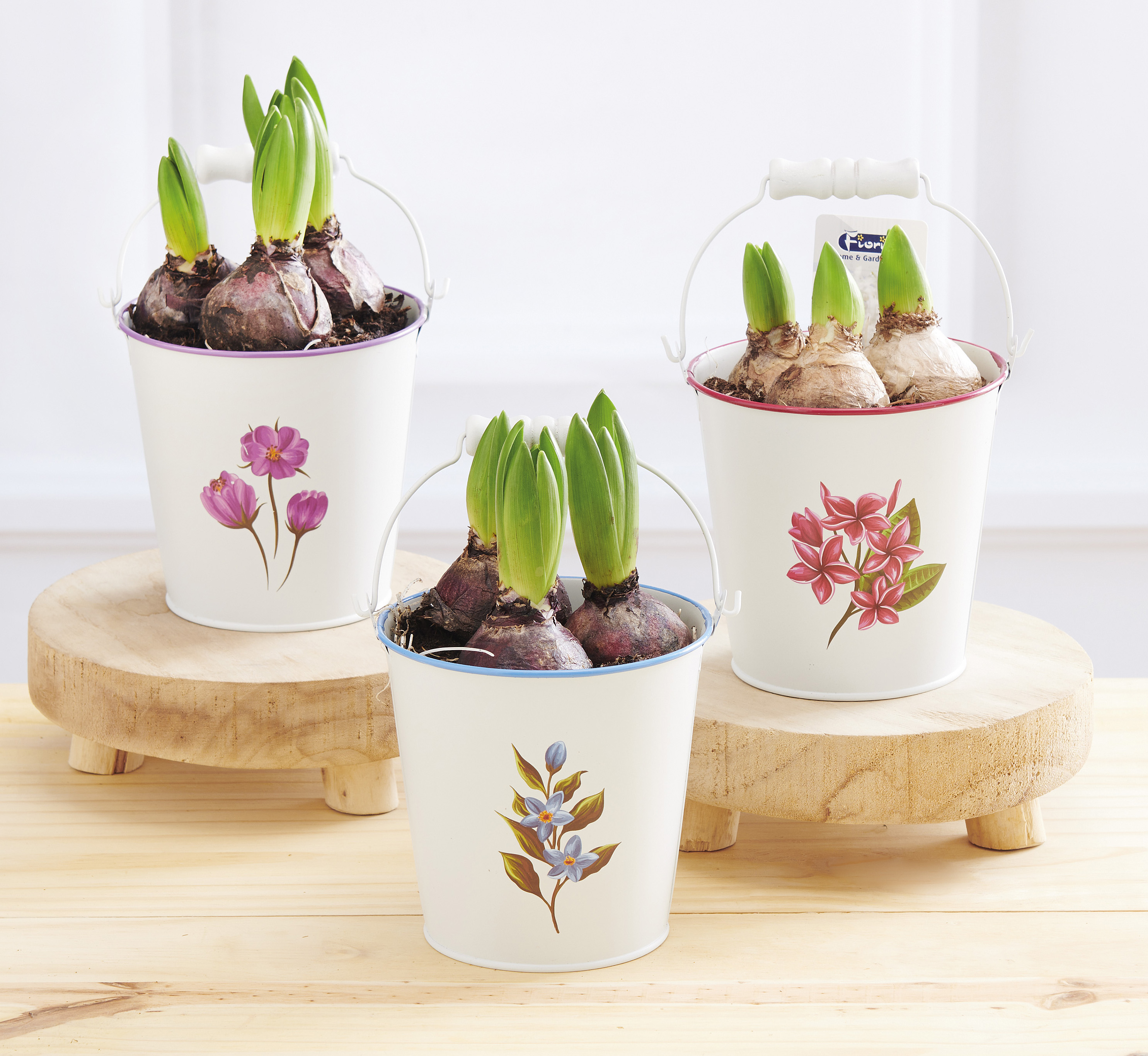 COMPOSITION DE JACINTHE