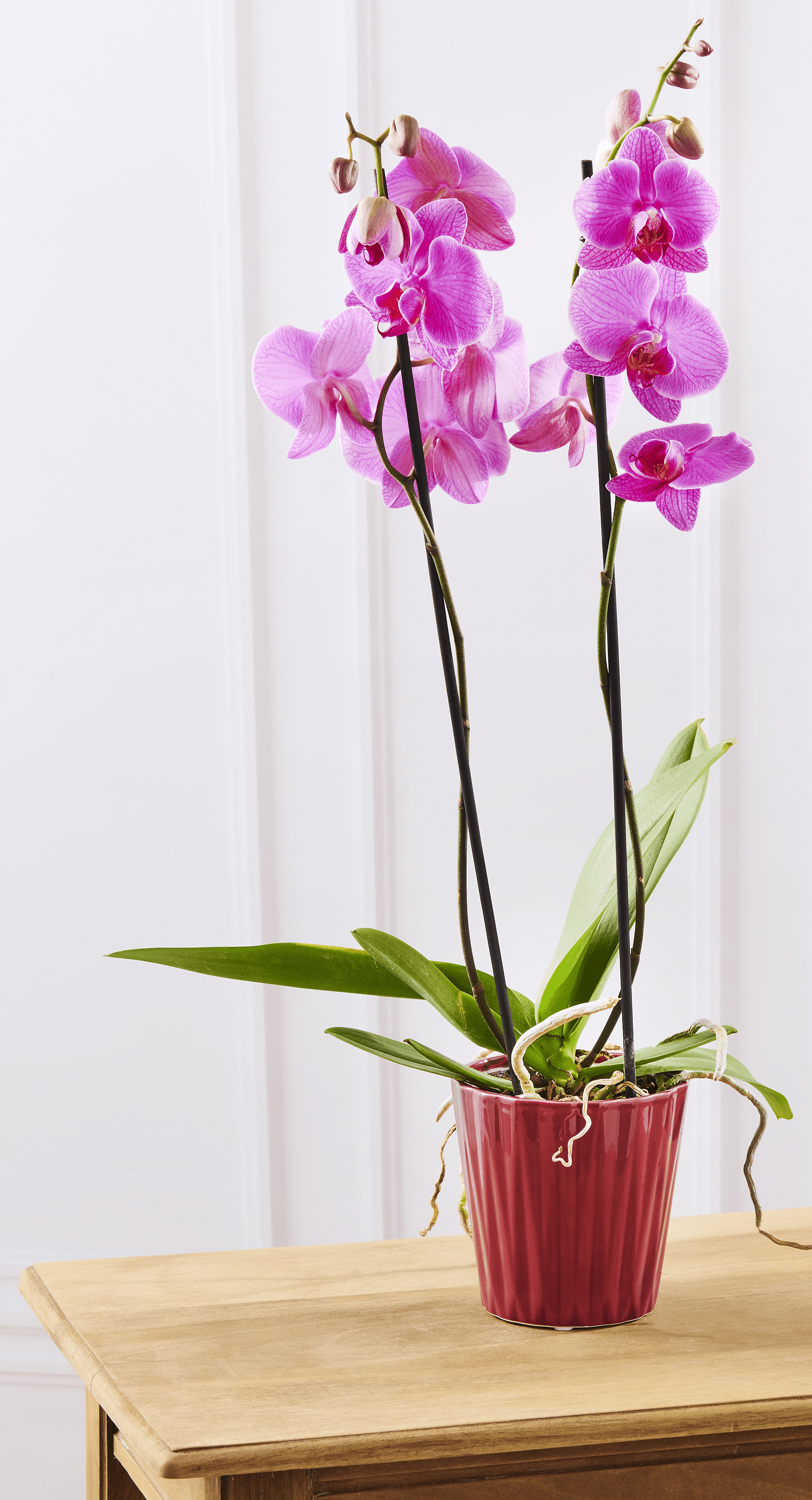 ORCHIDEE 2 TIGES