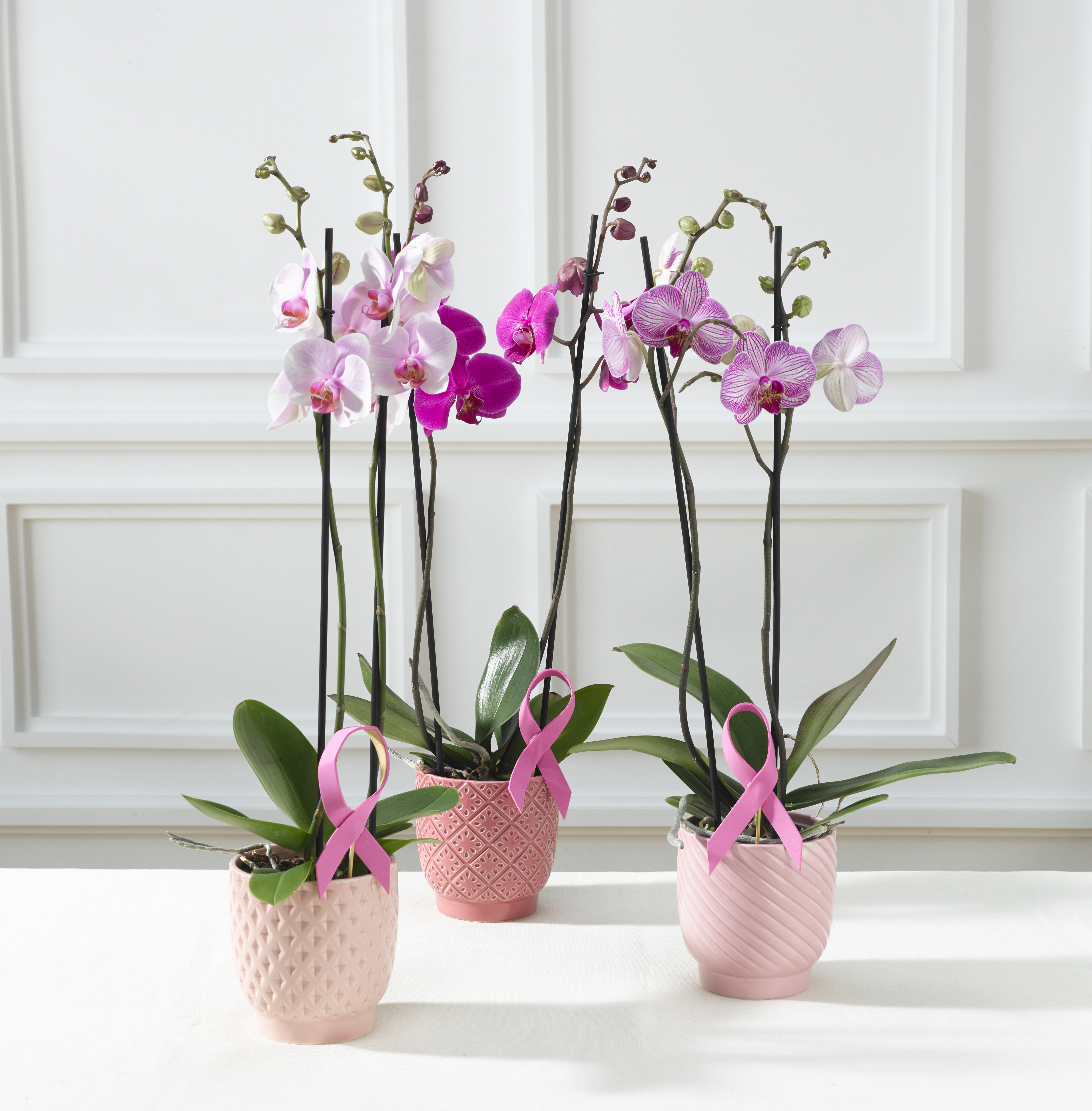 ORCHIDÉE PHALAENOPSIS