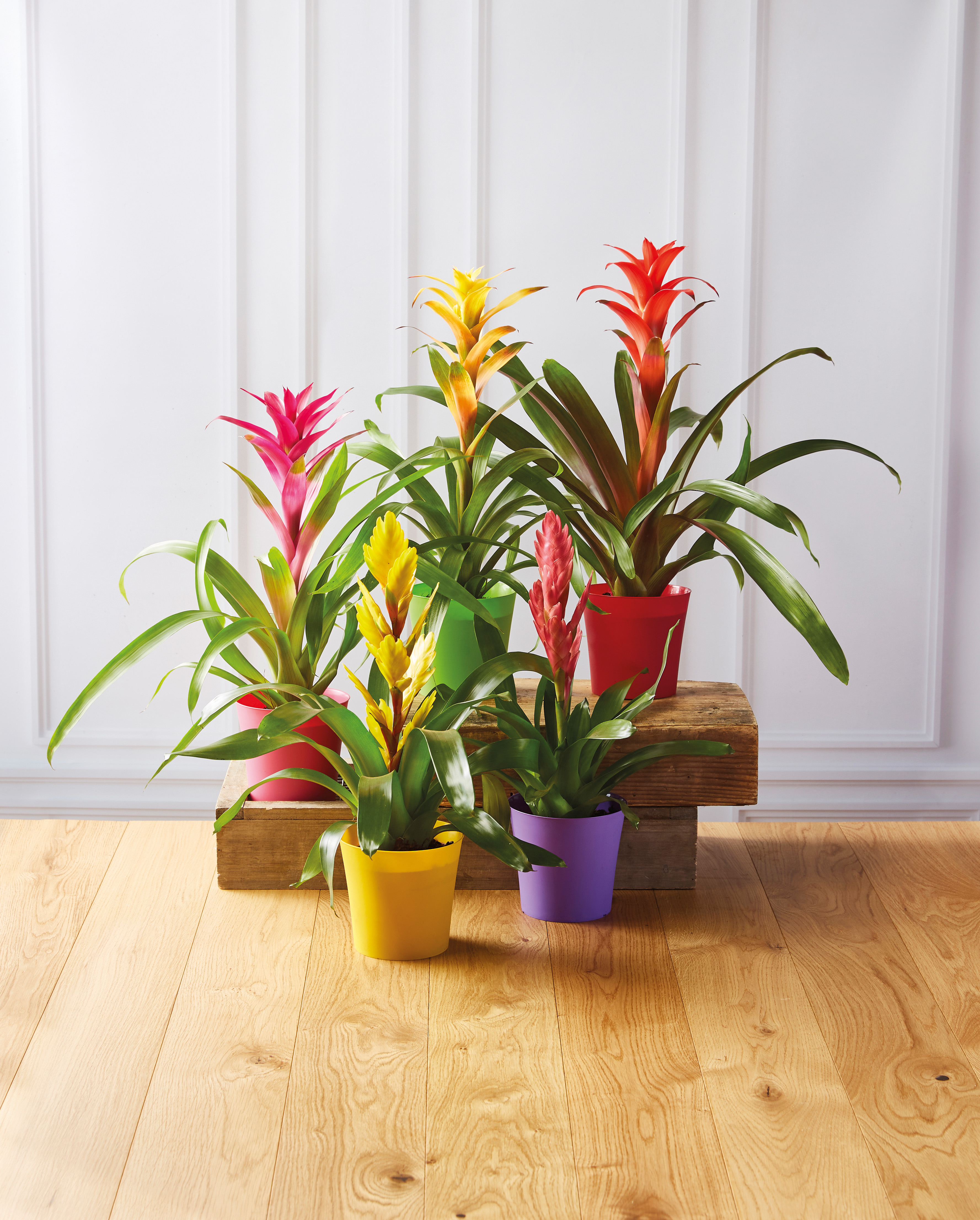 BROMELIA