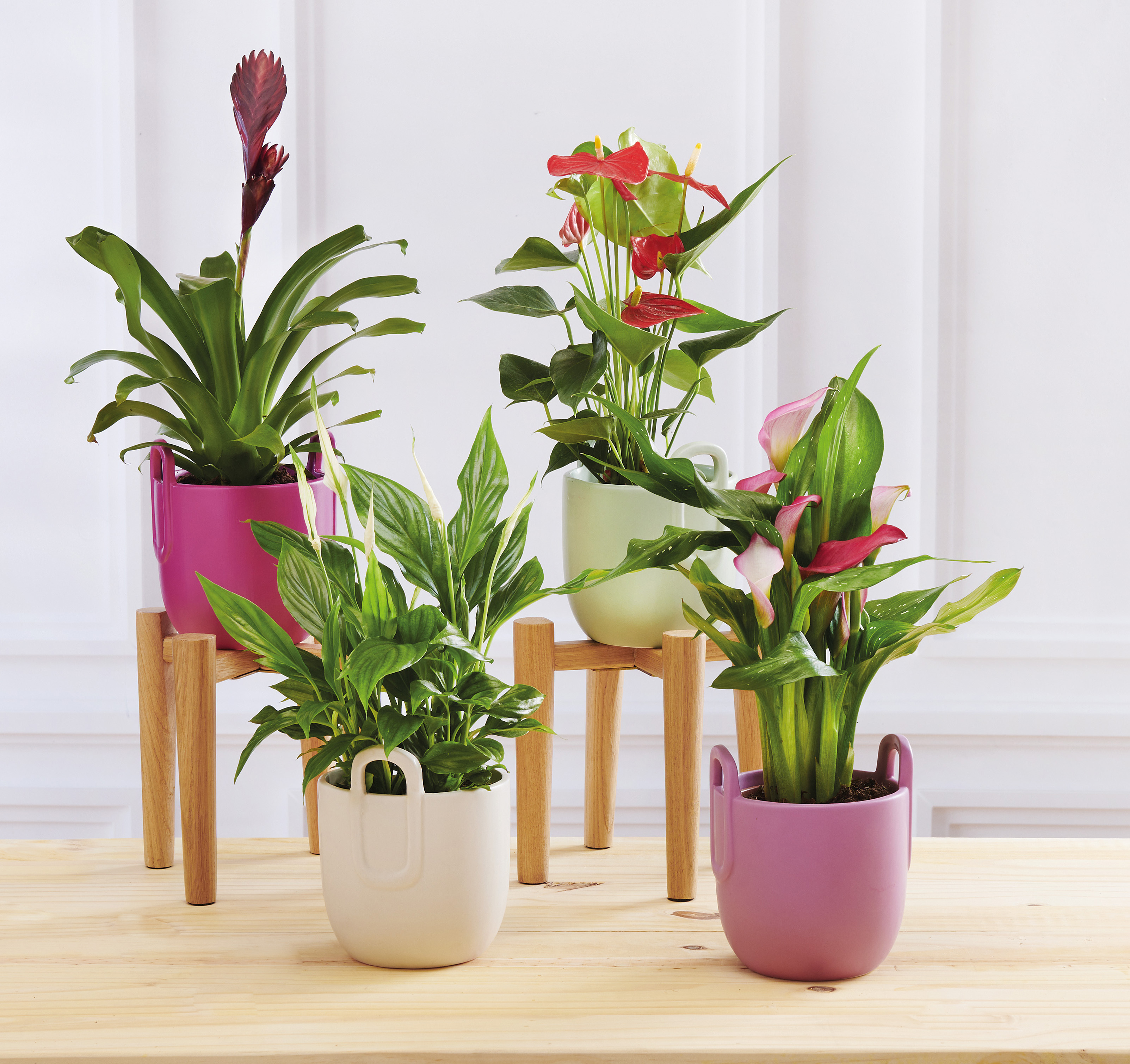 PLANTE FLEURIE