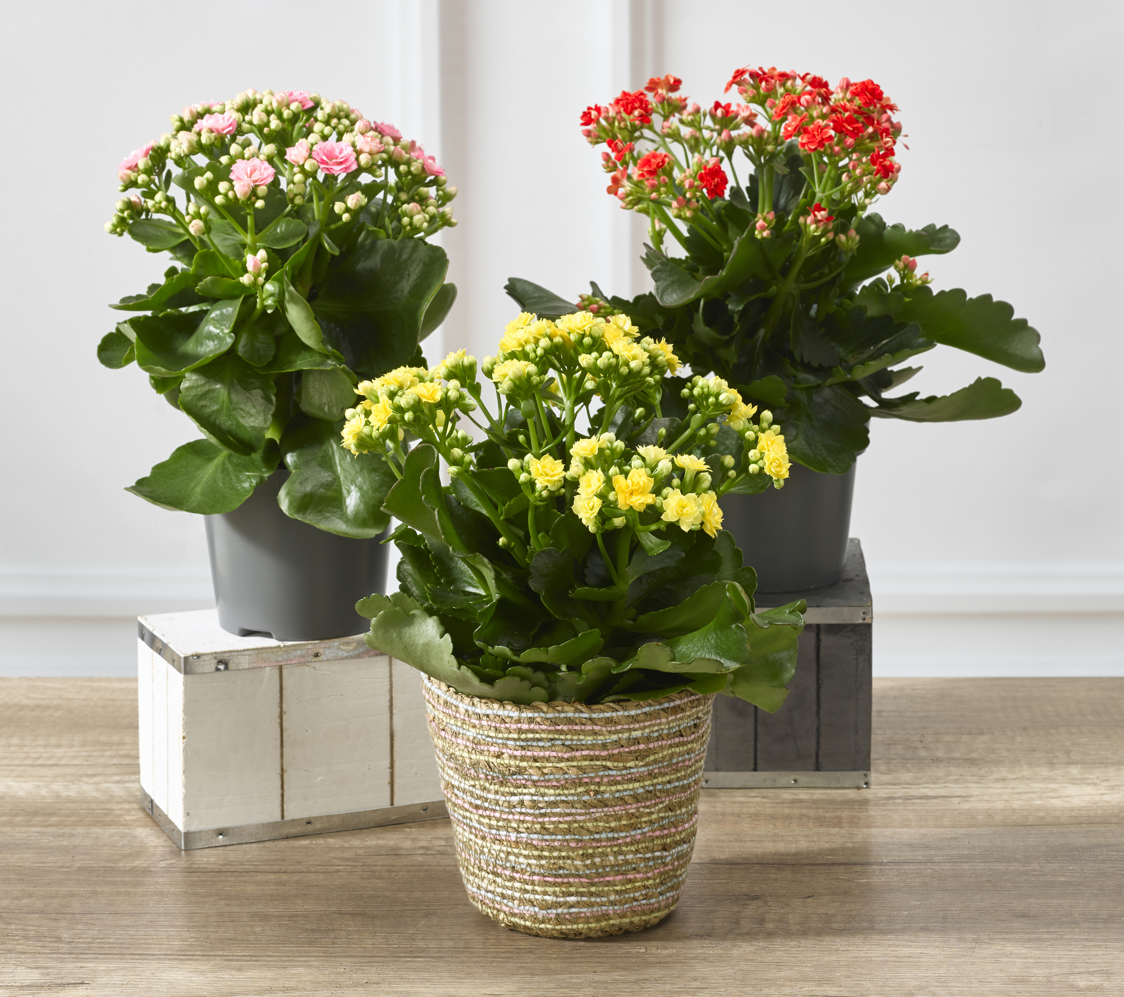 KALANCHOE