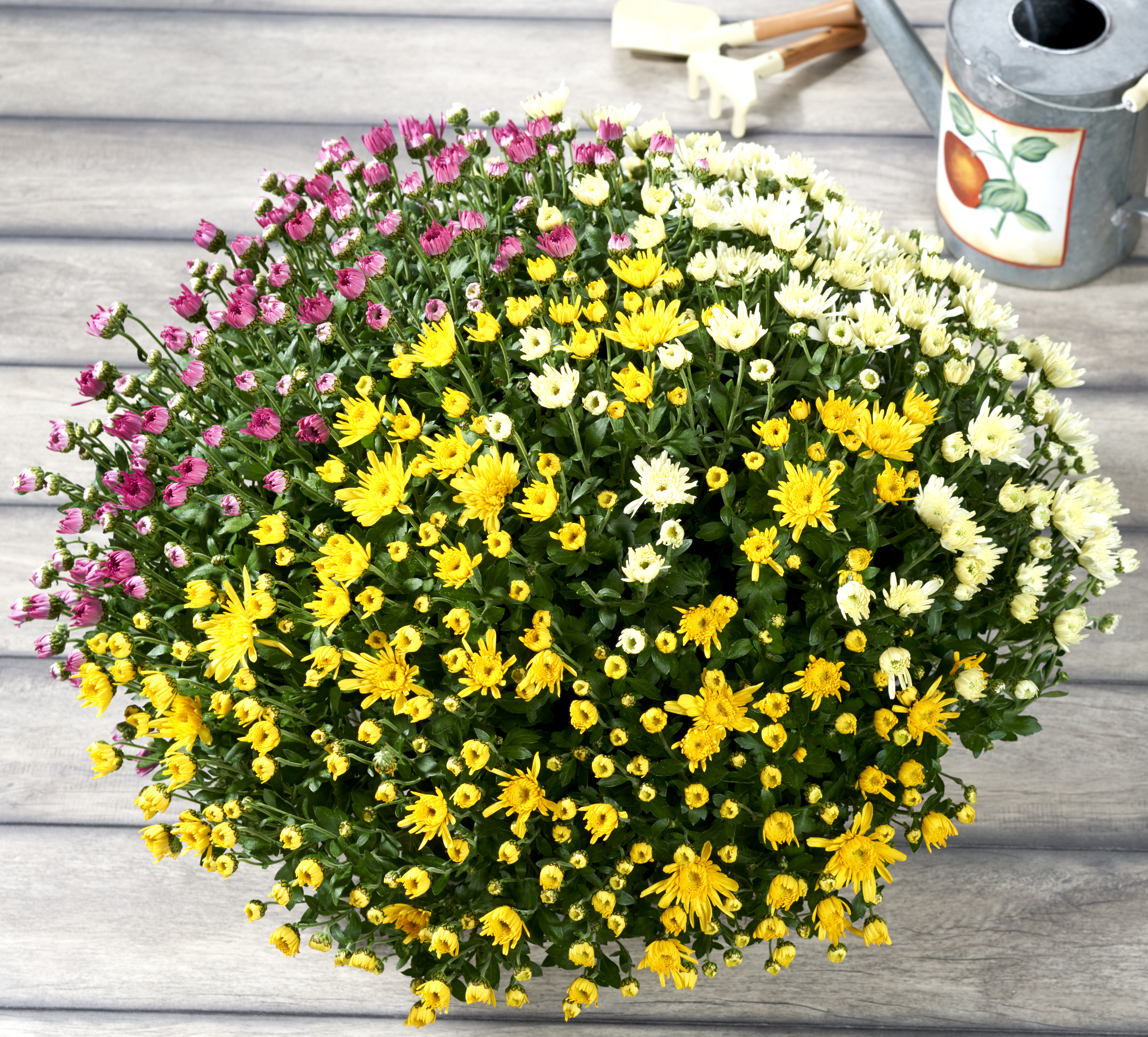CHRYSANTHEME TRICOLORE
