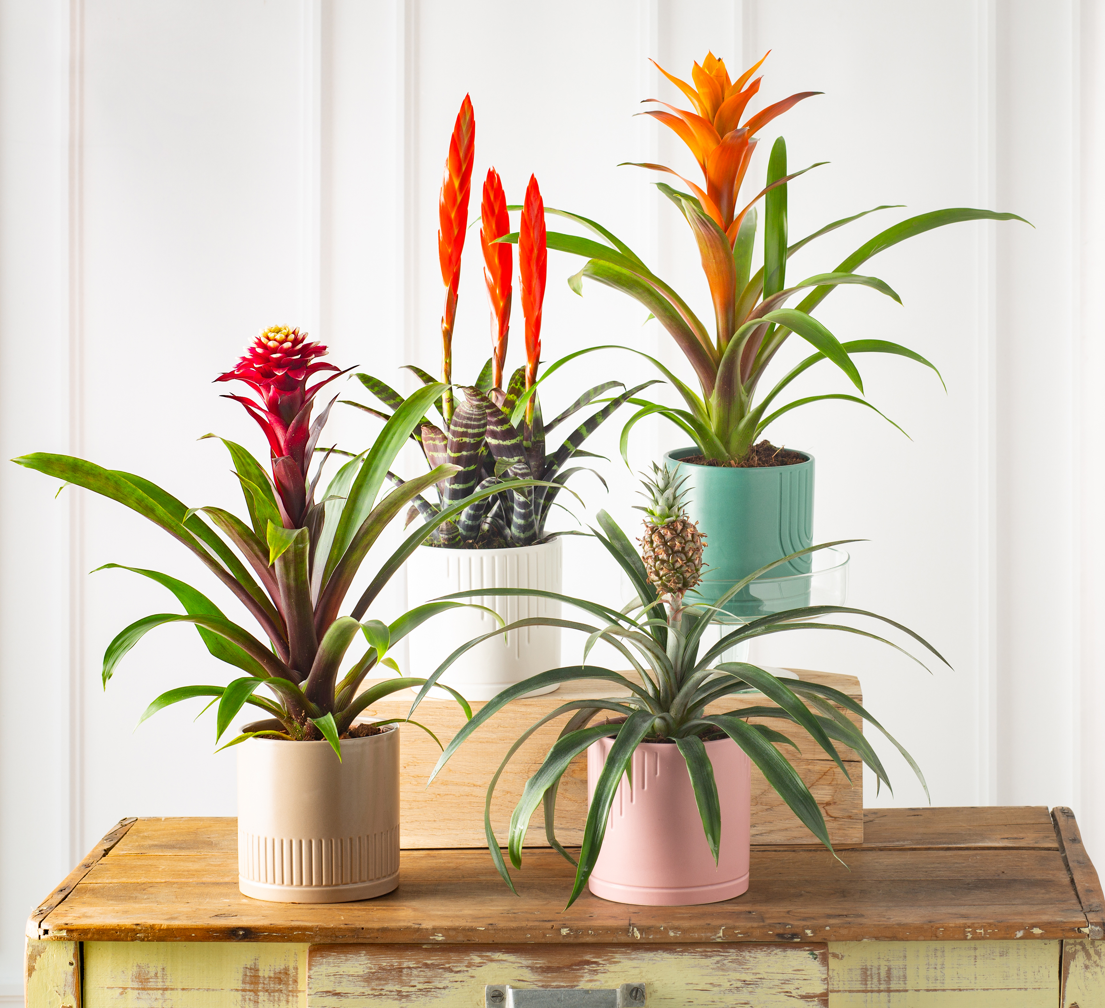 BROMELIAS LUXE