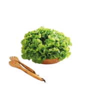 FEUILLE DE CHENE BLONDE