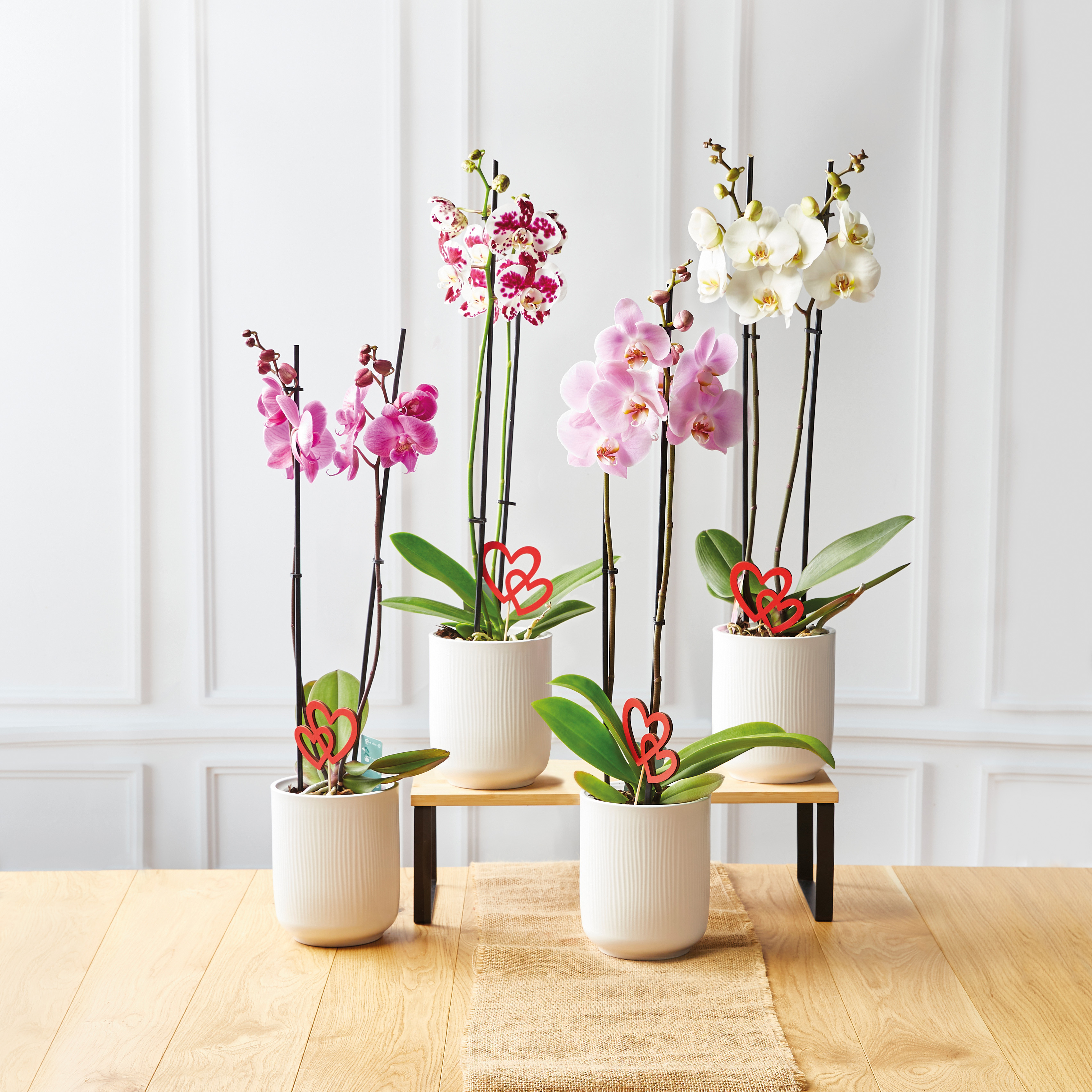 ORCHIDÉE 2 TIGES