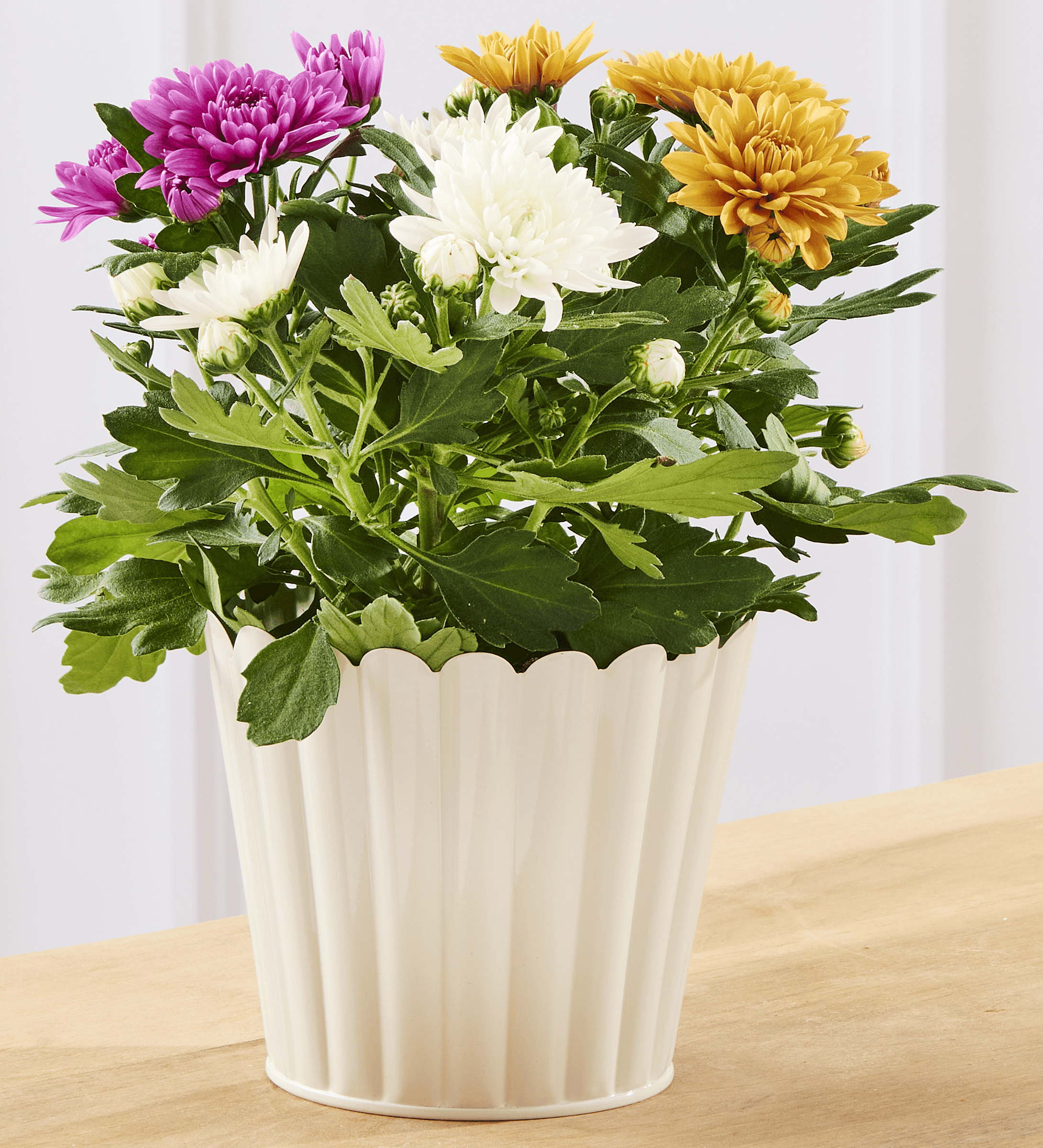 CHRYSANTHEME TRICOULEUR
