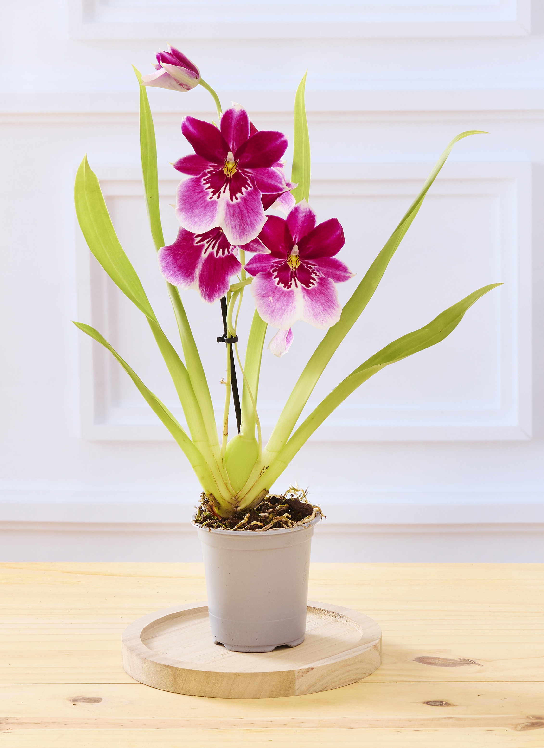 ORCHIDEE 1 TIGE