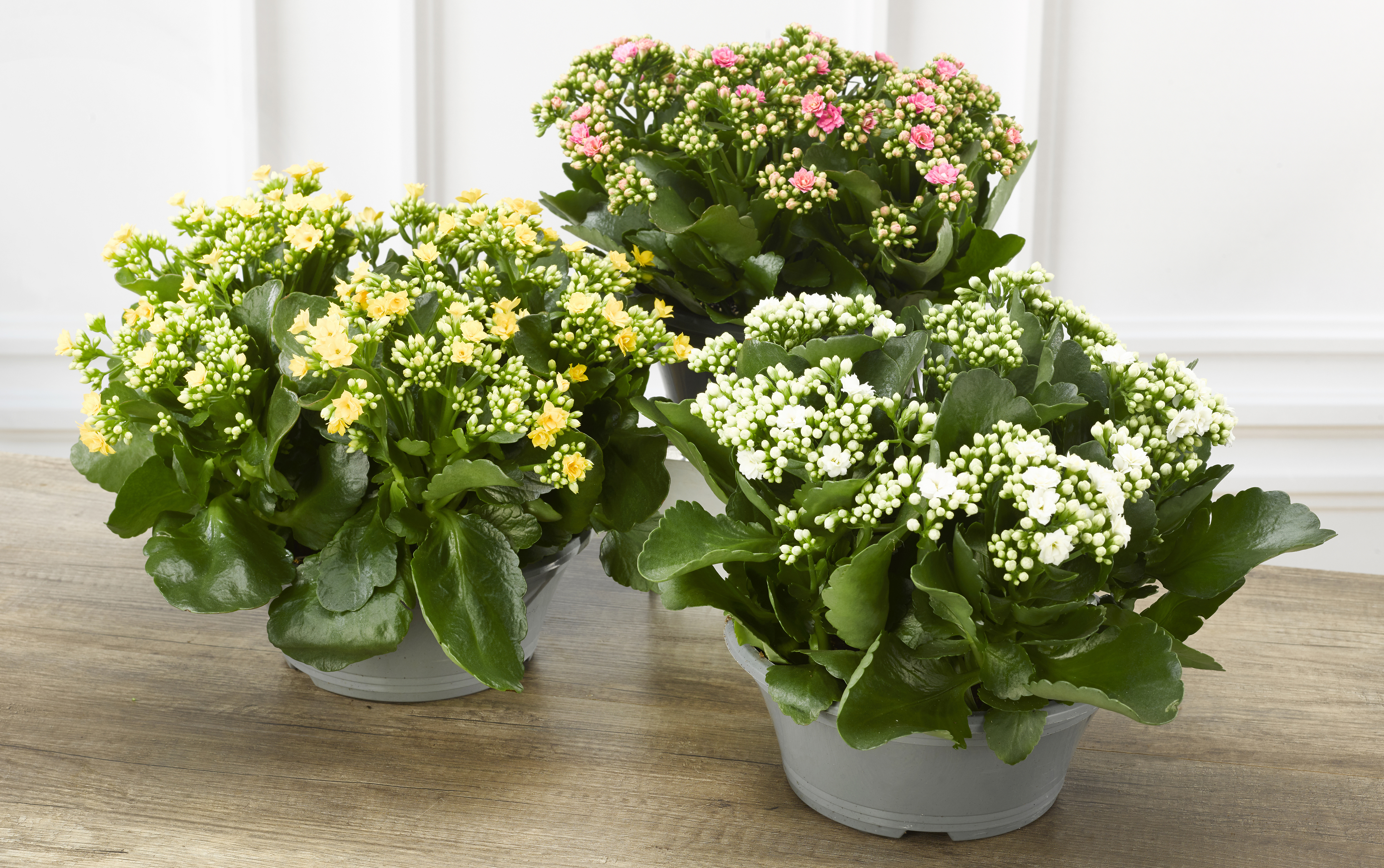 KALANCHOE