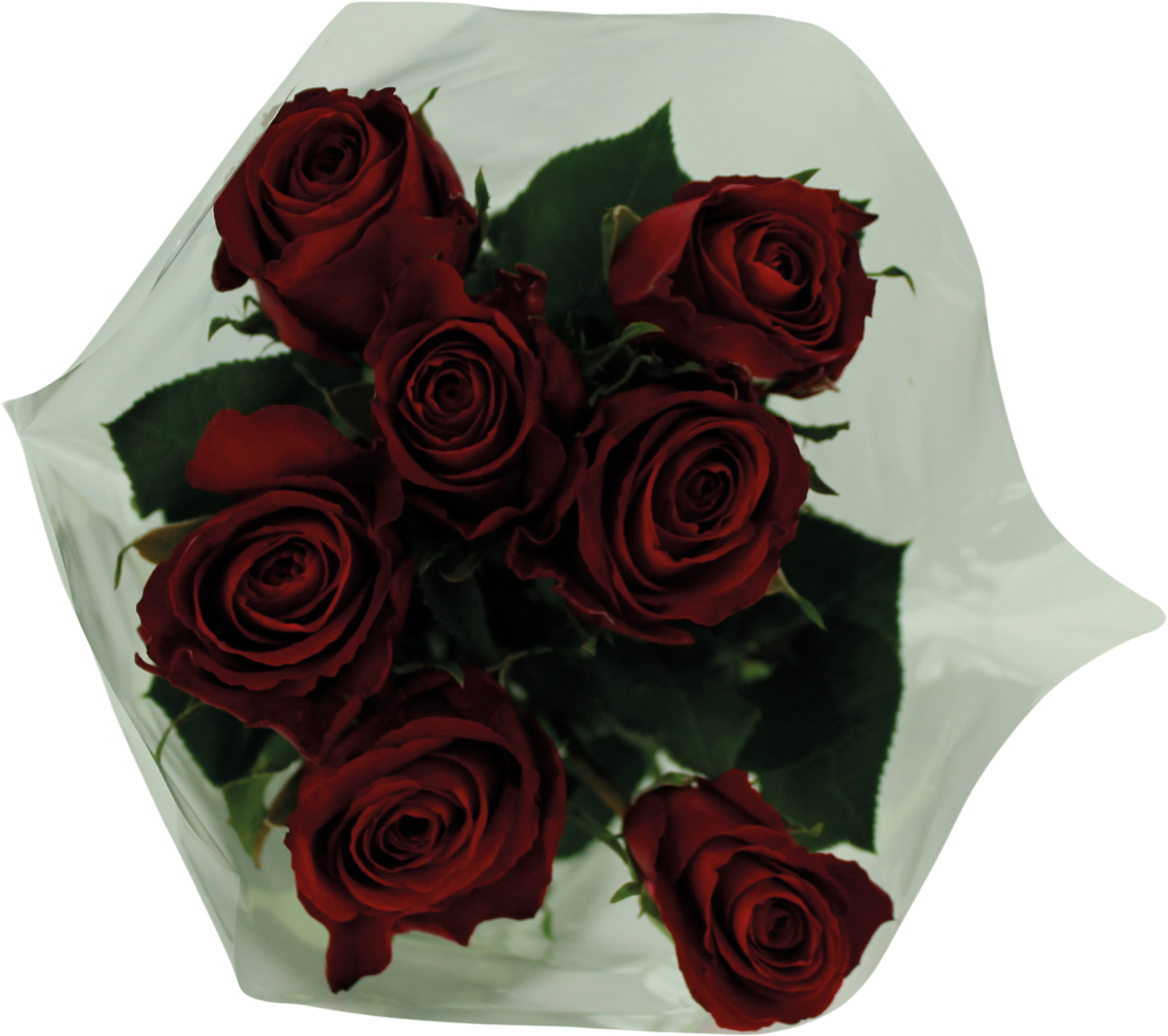 7 ROSES GROS BOUTON